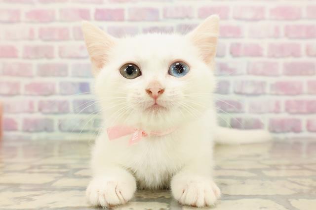 栃木県のマンチカン (Coo&RIKUFKDインターパーク店/2025年8月12日生まれ/女の子/ホワイト)の子猫の1枚目の画像
