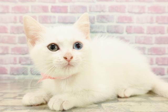 栃木県のマンチカン (Coo&RIKUFKDインターパーク店/2025年8月12日生まれ/女の子/ホワイト)の子猫の2枚目の画像