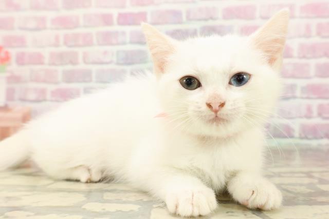 栃木県のマンチカン (Coo&RIKUFKDインターパーク店/2025年8月12日生まれ/女の子/ホワイト)の子猫の3枚目の画像