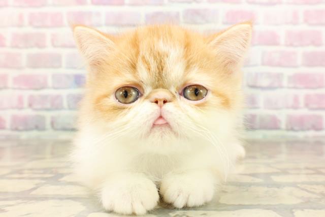 エキゾチック