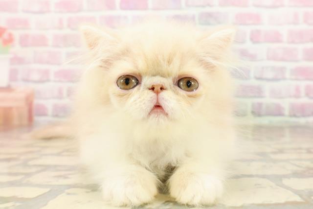 エキゾチック