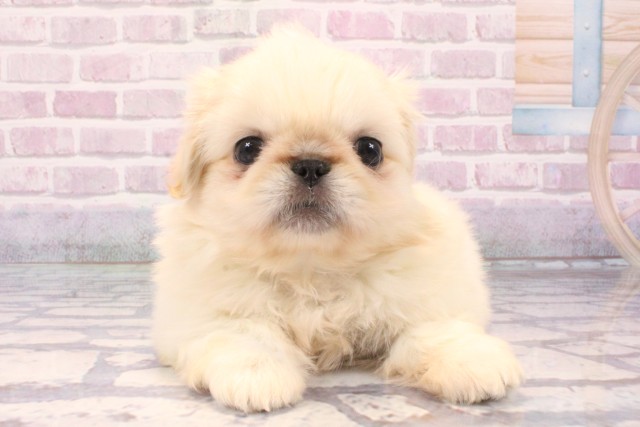 兵庫県のペキニーズ (Coo&RIKU伊丹店/2025年8月25日生まれ/男の子/クリーム)の子犬の1枚目の画像