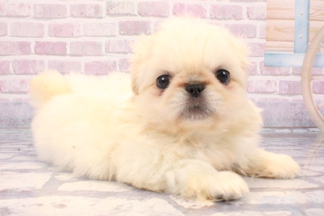 兵庫県のペキニーズ (Coo&RIKU伊丹店/2025年8月25日生まれ/男の子/クリーム)の子犬の2枚目の画像