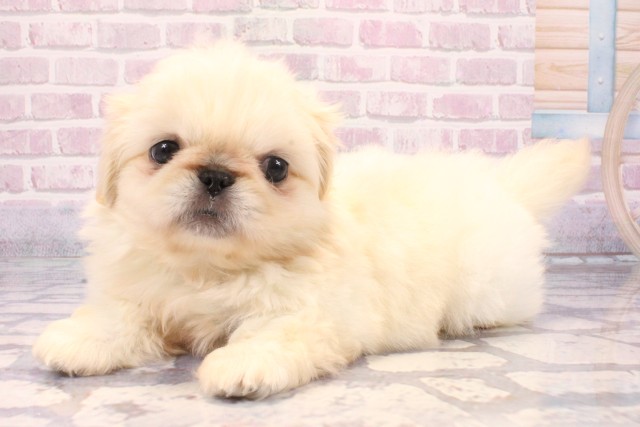 兵庫県のペキニーズ (Coo&RIKU伊丹店/2025年8月25日生まれ/男の子/クリーム)の子犬の3枚目の画像