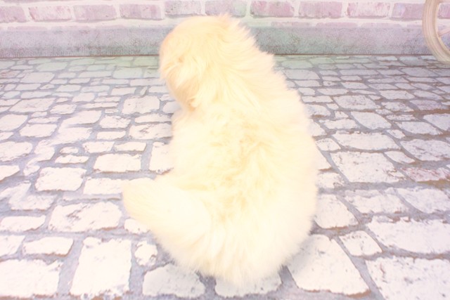 兵庫県のペキニーズ (Coo&RIKU伊丹店/2025年8月25日生まれ/男の子/クリーム)の子犬の4枚目の画像