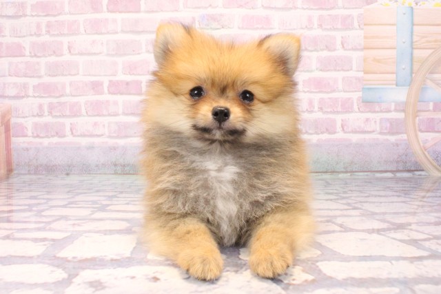 滋賀県のポメラニアン (Coo&RIKU長浜店/2025年8月27日生まれ/男の子/オレンジ)の子犬の1枚目の画像