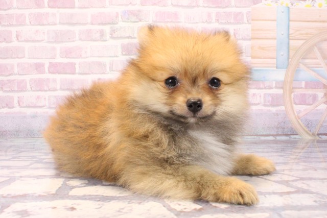 滋賀県のポメラニアン (Coo&RIKU長浜店/2025年8月27日生まれ/男の子/オレンジ)の子犬の2枚目の画像