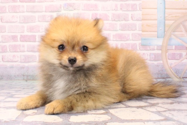 滋賀県のポメラニアン (Coo&RIKU長浜店/2025年8月27日生まれ/男の子/オレンジ)の子犬の3枚目の画像