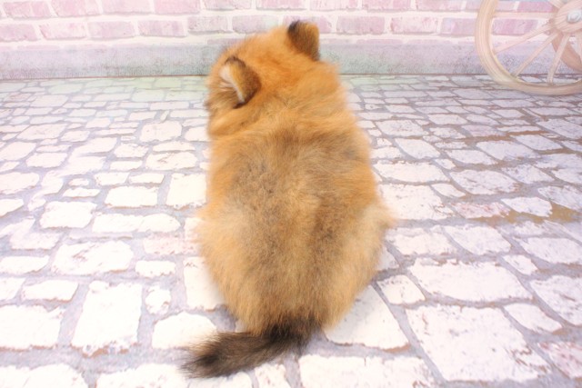 滋賀県のポメラニアン (Coo&RIKU長浜店/2025年8月27日生まれ/男の子/オレンジ)の子犬の4枚目の画像