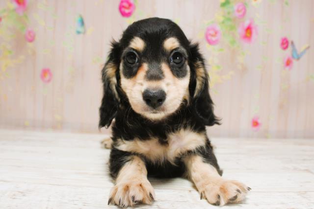 東京都のミニチュアダックスフンド(ロング) (Coo&RIKU東久留米店/2025年8月25日生まれ/男の子/ブラックイエロー)の子犬の1枚目の画像