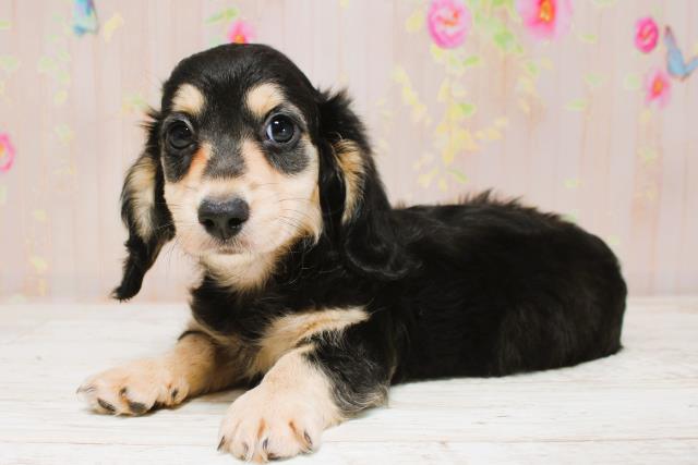 東京都のミニチュアダックスフンド(ロング) (Coo&RIKU東久留米店/2025年8月25日生まれ/男の子/ブラックイエロー)の子犬の2枚目の画像