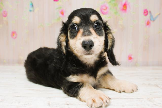 東京都のミニチュアダックスフンド(ロング) (Coo&RIKU東久留米店/2025年8月25日生まれ/男の子/ブラックイエロー)の子犬の3枚目の画像