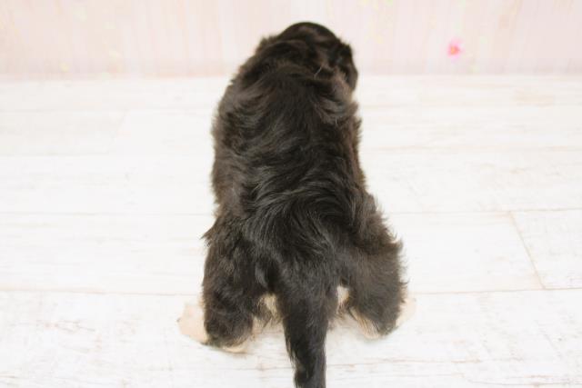 東京都のミニチュアダックスフンド(ロング) (Coo&RIKU東久留米店/2025年8月25日生まれ/男の子/ブラックイエロー)の子犬の4枚目の画像