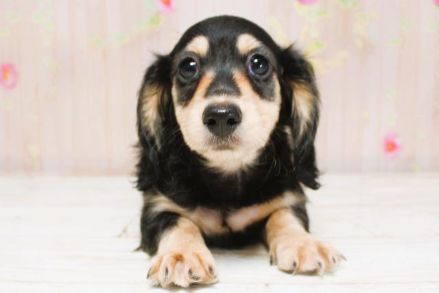 ミニチュア・ダックスフンド