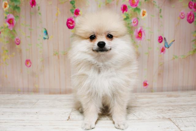 北海道のポメラニアン (Coo&RIKU札幌西店/2025年8月25日生まれ/女の子/ウルフセーブル)の子犬の1枚目の画像