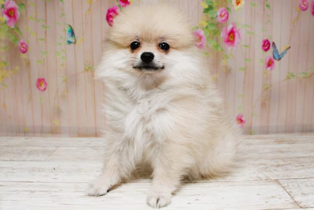 北海道のポメラニアン (Coo&RIKU札幌西店/2025年8月25日生まれ/女の子/ウルフセーブル)の子犬の2枚目の画像