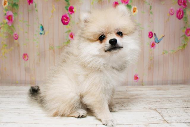 北海道のポメラニアン (Coo&RIKU札幌西店/2025年8月25日生まれ/女の子/ウルフセーブル)の子犬の3枚目の画像