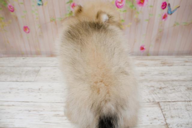 北海道のポメラニアン (Coo&RIKU札幌西店/2025年8月25日生まれ/女の子/ウルフセーブル)の子犬の4枚目の画像