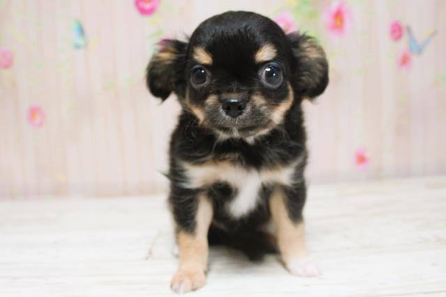 北海道のチワワ(ロング) (Coo&RIKU帯広店/2025年8月28日生まれ/男の子/ブラックタン)の子犬の1枚目の画像