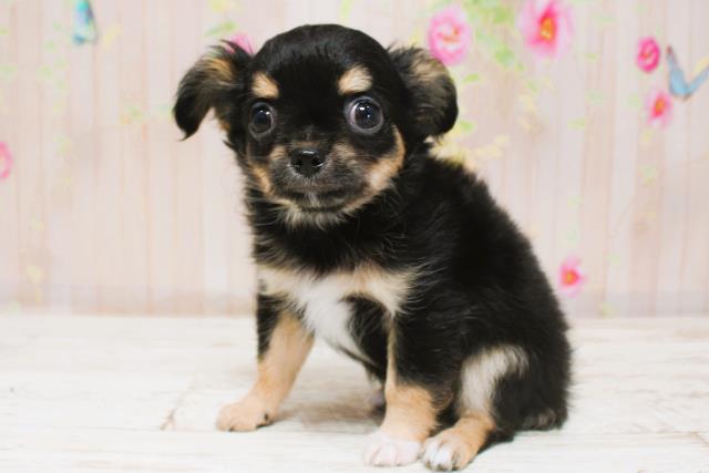 北海道のチワワ(ロング) (Coo&RIKU帯広店/2025年8月28日生まれ/男の子/ブラックタン)の子犬の2枚目の画像