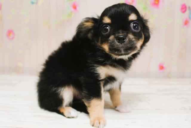 北海道のチワワ(ロング) (Coo&RIKU帯広店/2025年8月28日生まれ/男の子/ブラックタン)の子犬の3枚目の画像