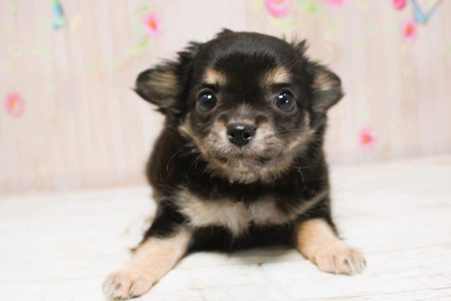 北海道のチワワ(ロング) (Coo&RIKU北見店/2025年8月28日生まれ/女の子/ブラックタン)の子犬の1枚目の画像