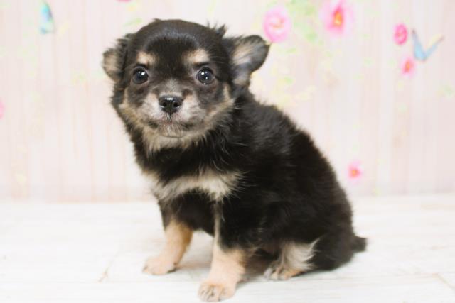 北海道のチワワ(ロング) (Coo&RIKU北見店/2025年8月28日生まれ/女の子/ブラックタン)の子犬の2枚目の画像