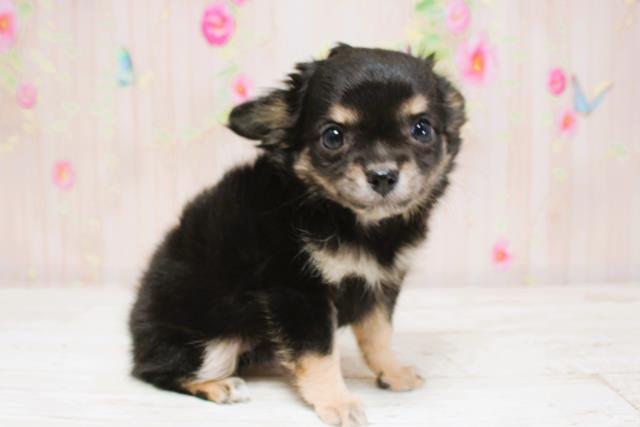 北海道のチワワ(ロング) (Coo&RIKU北見店/2025年8月28日生まれ/女の子/ブラックタン)の子犬の3枚目の画像