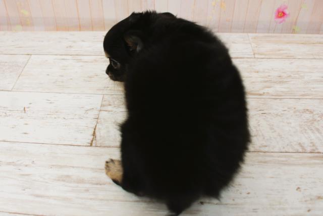 北海道のチワワ(ロング) (Coo&RIKU北見店/2025年8月28日生まれ/女の子/ブラックタン)の子犬の4枚目の画像