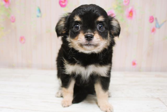 北海道のチワワ(ロング) (Coo&RIKU函館店/2025年8月28日生まれ/女の子/ブラックタン)の子犬の1枚目の画像