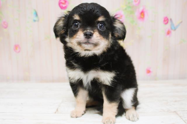 北海道のチワワ(ロング) (Coo&RIKU函館店/2025年8月28日生まれ/女の子/ブラックタン)の子犬の2枚目の画像