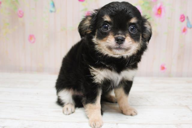 北海道のチワワ(ロング) (Coo&RIKU函館店/2025年8月28日生まれ/女の子/ブラックタン)の子犬の3枚目の画像