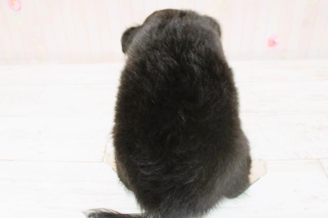 北海道のチワワ(ロング) (Coo&RIKU函館店/2025年8月28日生まれ/女の子/ブラックタン)の子犬の4枚目の画像