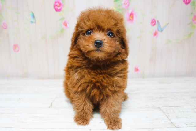 栃木県のトイプードル(トイ) (Coo&RIKUFKDインターパーク店/2025年8月31日生まれ/男の子/レッド)の子犬