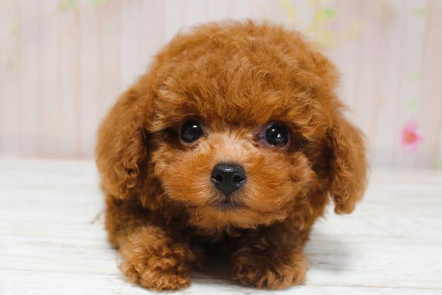 北海道のトイプードル(トイ) (Coo&RIKU函館店/2025年8月31日生まれ/女の子/レッド)の子犬の1枚目の画像