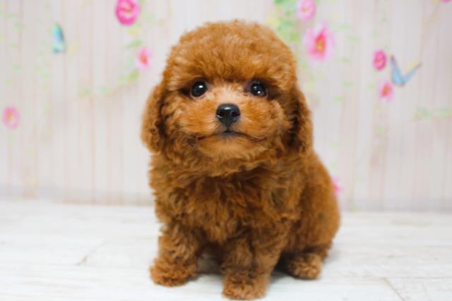 北海道のトイプードル(トイ) (Coo&RIKU函館店/2025年8月31日生まれ/女の子/レッド)の子犬の2枚目の画像