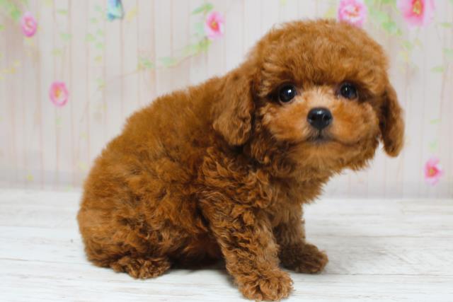 北海道のトイプードル(トイ) (Coo&RIKU函館店/2025年8月31日生まれ/女の子/レッド)の子犬の3枚目の画像