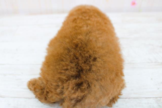 北海道のトイプードル(トイ) (Coo&RIKU函館店/2025年8月31日生まれ/女の子/レッド)の子犬の4枚目の画像