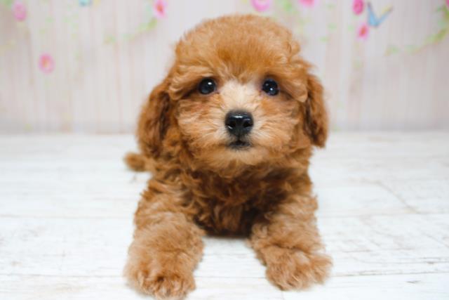 新潟県のトイプードル(トイ) (Coo&RIKU長岡店/2025年8月28日生まれ/男の子/レッド)の子犬の1枚目の画像