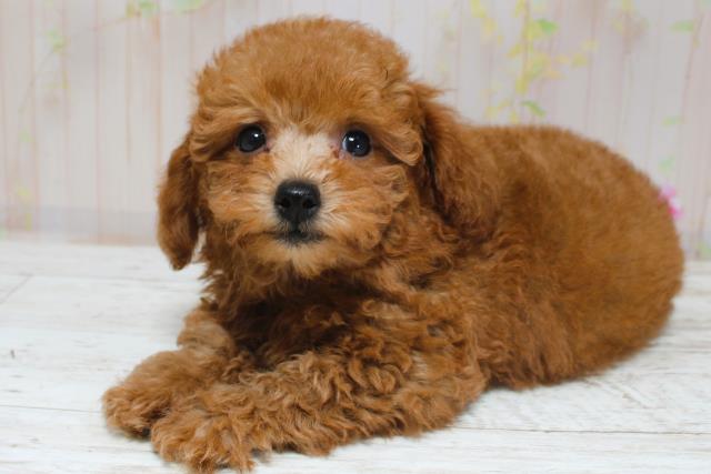 新潟県のトイプードル(トイ) (Coo&RIKU長岡店/2025年8月28日生まれ/男の子/レッド)の子犬の2枚目の画像