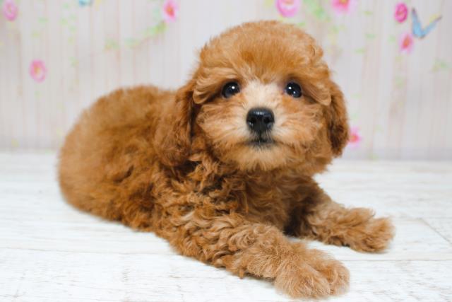 新潟県のトイプードル(トイ) (Coo&RIKU長岡店/2025年8月28日生まれ/男の子/レッド)の子犬の3枚目の画像