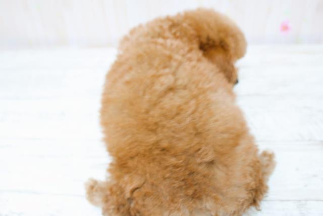 新潟県のトイプードル(トイ) (Coo&RIKU長岡店/2025年8月28日生まれ/男の子/レッド)の子犬の4枚目の画像