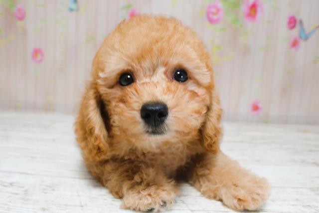 新潟県のトイプードル(トイ) (Coo&RIKU新潟東店/2025年8月28日生まれ/男の子/レッド)の子犬の1枚目の画像