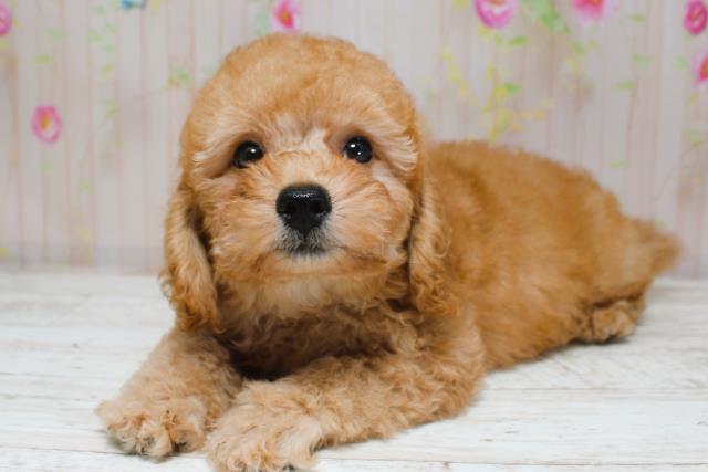 新潟県のトイプードル(トイ) (Coo&RIKU新潟東店/2025年8月28日生まれ/男の子/レッド)の子犬の2枚目の画像