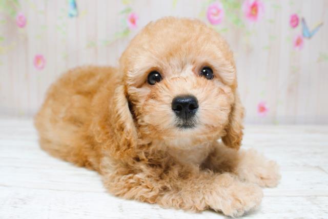 新潟県のトイプードル(トイ) (Coo&RIKU新潟東店/2025年8月28日生まれ/男の子/レッド)の子犬の3枚目の画像