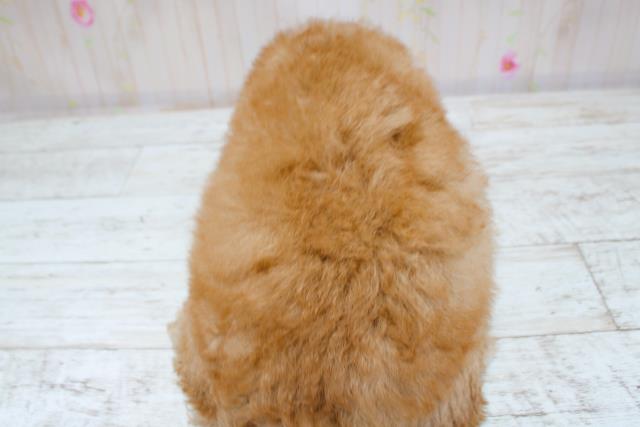 新潟県のトイプードル(トイ) (Coo&RIKU新潟東店/2025年8月28日生まれ/男の子/レッド)の子犬の4枚目の画像