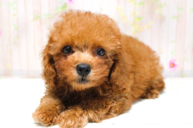 沖縄県のトイプードル(トイ) (Coo&RIKU沖縄浦添店/2025年8月28日生まれ/男の子/レッド)の子犬の2枚目の画像