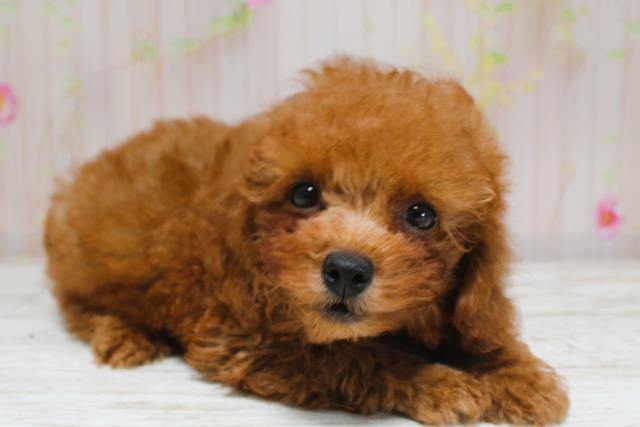 沖縄県のトイプードル(トイ) (Coo&RIKU沖縄浦添店/2025年8月28日生まれ/男の子/レッド)の子犬の3枚目の画像