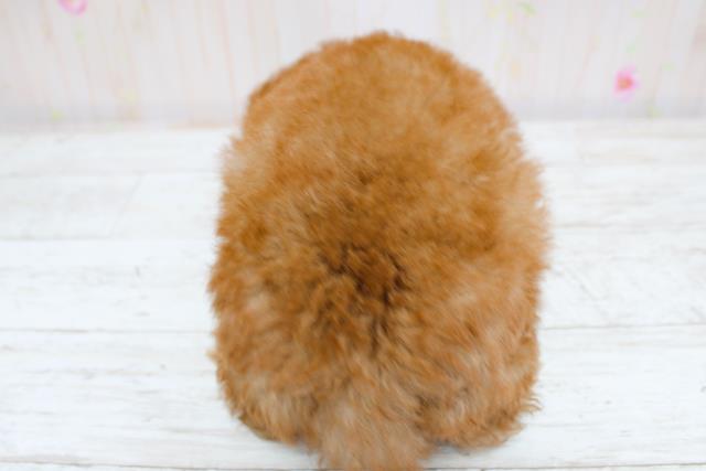 沖縄県のトイプードル(トイ) (Coo&RIKU沖縄浦添店/2025年8月28日生まれ/男の子/レッド)の子犬の4枚目の画像