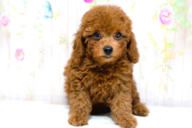 北海道のトイプードル(トイ) (Coo&RIKU北見店/2025年8月28日生まれ/女の子/レッド)の子犬の1枚目の画像